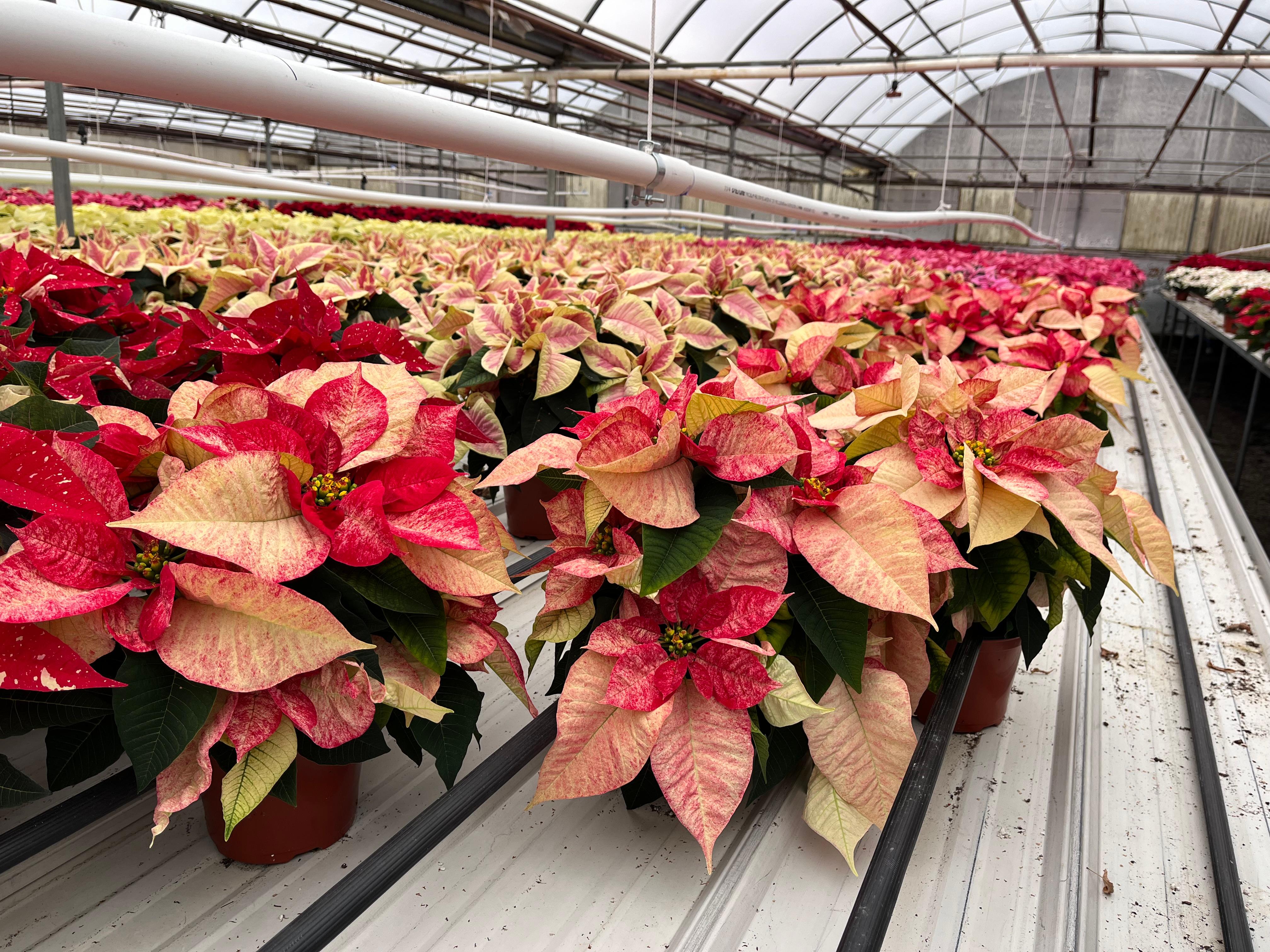 Lots of different colored poinsettias in a greenhouse.
